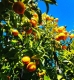 Orange Marmelade 