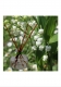 Scented bouquet Lily of the Valley